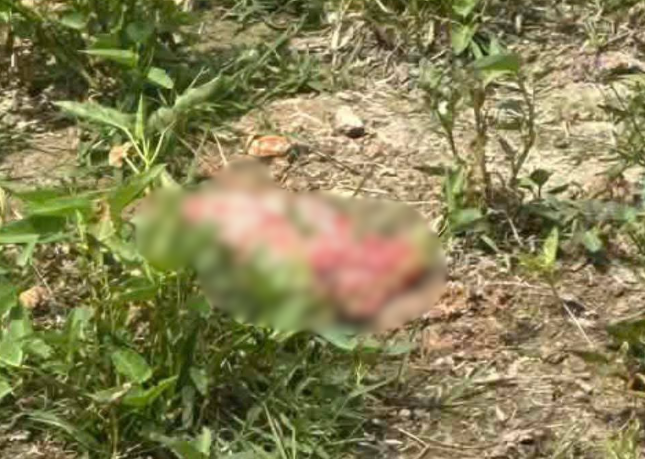 Ảnh 0Che: Cân nhắc trước khi xem