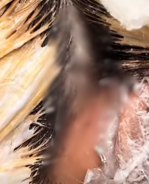 VI:DEO 0CHE: Cân nhắc trước khi xem